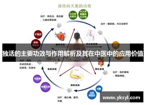 独活的主要功效与作用解析及其在中医中的应用价值