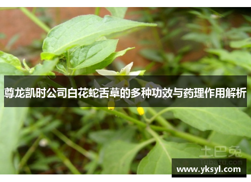 尊龙凯时公司白花蛇舌草的多种功效与药理作用解析